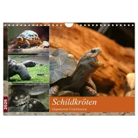 Calvendo Schildkröten - Gepanzerte Urzeitwesen (Wandkalender 2026 DIN A4
