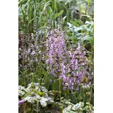 PlantaPro Salvia pratensis 'Rose Rhapsody', Wiesensalbei rosa, ca. 9x9 cm Topf
