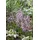 PlantaPro Salvia pratensis 'Rose Rhapsody', Wiesensalbei rosa, ca. 9x9 cm Topf