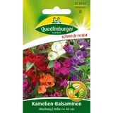 Quedlinburger Kamelien-Balsamine ''Mischung''