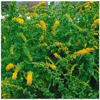Pflanzen Für Dich Solidago caesia, Goldrute, ca. 9x9 cm