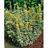 pflanzen-für-dich.de Pflanzen für Dich Staude Lysimachia punct. Alexander, 1 St., Goldfelberich, Punktierter Gilbweiderich gelb