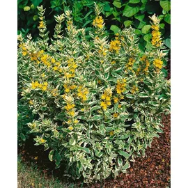 pflanzen-für-dich.de Pflanzen für Dich Staude Lysimachia punct. Alexander, 1 St., Goldfelberich, Punktierter Gilbweiderich gelb