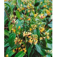 Pflanzen Für Dich Lonicera henryi 'Copper Beauty', immergrün, 60–100
