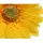 Decoris Gerbera 50cm 6 Stück Gelb