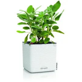 LECHUZA Cube Color Komplettset 14 x 14 x 14 cm weiß