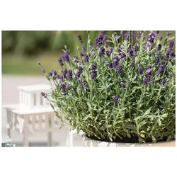 Lavandula angustifolia 'Dwarf Blue', Lavendel, blau, ca. 9x9 cm Topf