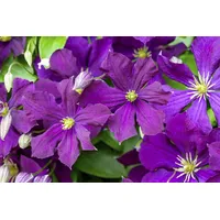 Pflanzen-für-dich.de Clematis viticella 'Etoile Violette' 2L 60- 100