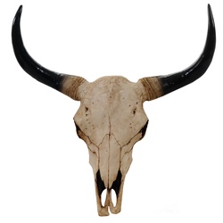 Deko Sch√§del 64cm, Polyresin Stier Bulle Longhorn Kopf Troph√§e, In-/Outdoor ~ natur