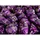 Chessex Würfelblock mit 36 D6 Vortex Purple w/Gelb