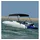 vidaXL Sonnenschutz 2-Bow Bimini Top 180 x 150 x 110 cm Schwarz
