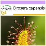 Saflax - Sonnentau - 200 Samen - Drosera capensis