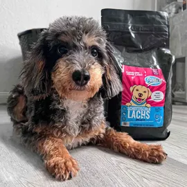 Sollis Trockenfutter Mini Hund Lachs 2 kg