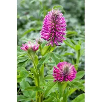 Pflanzen Für Dich Trifolium rubens ca. 9x9 cm Topf