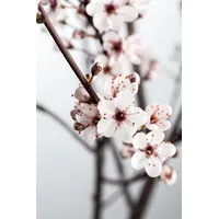 Pflanzen Für Dich Prunus cistena Blutpflaume, Dunkelrot 40–60 cm
