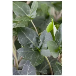 Hedera helix 'Plattensee', Efeu, immergrün, 60–100 cm