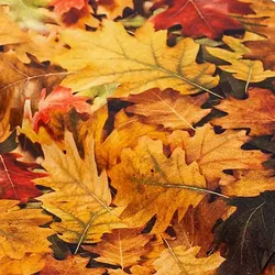 Baumwollstoff-Digitaldruck "Herbstlaub", Serie Ria, braun-color