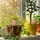 Relaxdays Bewässerungskugeln Ton 4er Set Ø 6 cm