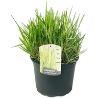 Plant in a Box - Reitgras - Calamagrostis acutiflora