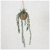 Boltze Topfpflanze "Eukalyptus" in Grün - (H)78 cm