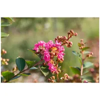 Pflanzen Für Dich Lagerstroemia indica 'Petite Pink', Indischer Flieder,