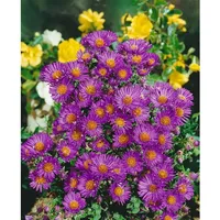 Pflanzen Für Dich Aster novae-angliae 'Violetta' p 0,5