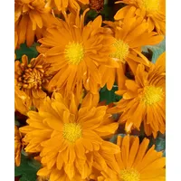 Pflanzen Für Dich Chrysanthemum x hort.'Havelschwan' p 0,5