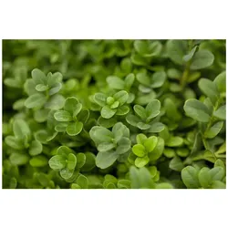 Buxus sempervirens 'Herrenhausen', Buchsbaum, immergrün, 20–25 cm