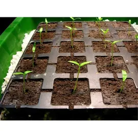 hga international b.v. Eazy Plug 24er Tray Anzuchtwürfel