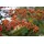 PlantaPro Pyracantha 'Orange Charmer' 100-125 cm – Winterhart, Immergrün, Pflegeleicht – Feuerdorn – Heckenpflanze für Garten & Sichtschutz