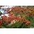 PlantaPro Pyracantha 'Orange Charmer' 100-125 cm – Winterhart, Immergrün, Pflegeleicht – Feuerdorn – Heckenpflanze für Garten & Sichtschutz