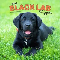 Browntrout Verlags GmbH Black Labrador Retriever Puppies - Schwarze