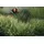 Hunter Convenience Comfort Halsband Türkis M (50 cm)