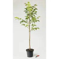 Walnußbaum - Juglans regia 100-125 cm hoch - Garten von Ehren