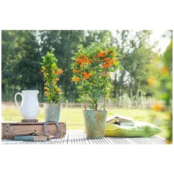 Pyracantha 'Orange Glow', Feuerdorn, orange Beeren, 60–80 cm