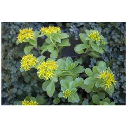 Sedum kamtschaticum, Fetthenne, gelb, ca. 9x9 cm Topf