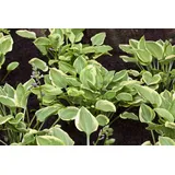 PlantaPro Hosta nakaiana 'Golden Tiara' – Winterhart, Mehrjährig, Pflegeleicht – Funkie – Staude für Garten & Schattenbeet