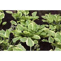 PlantaPro Hosta nakaiana 'Golden Tiara' – Winterhart, Mehrjährig, Pflegeleicht – Funkie – Staude für Garten & Schattenbeet
