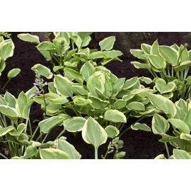 PlantaPro Hosta nakaiana 'Golden Tiara' – Winterhart, Mehrjährig, Pflegeleicht – Funkie – Staude für Garten & Schattenbeet