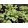 PlantaPro Hosta nakaiana 'Golden Tiara' – Winterhart, Mehrjährig, Pflegeleicht – Funkie – Staude für Garten & Schattenbeet