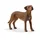 Schleich Farm World Rhodesian Ridgeback 13895