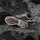 adidas Terrex Skychaser GTX / Multisportschuhe Gr 41 1/3