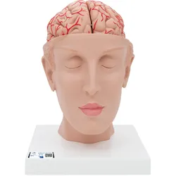 Menschliches Gehirnmodell mit Arterien auf Kopfbasis, 8-teilig - 3B Smart Anatom...