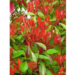 Rote Glanzmispel, Photinia fraseri »Red Robin «, Blätter: grün/rot, Blüten: weiß - gruen