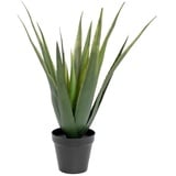 Europalms Aloe-Vera Pflanze, 60cm