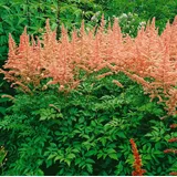 PlantaPro Astilbe x arendsii 'Anita Pfeifer' Prachtspiere ca. 9x9 cm Topf