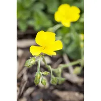 Pflanzen Für Dich Helianthemum x cult. 'Golden Queen', Sonnenröschen,