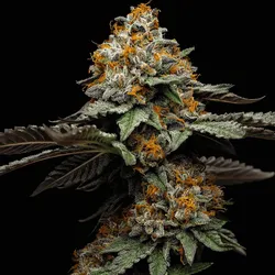Gelato Auto Cannabissamen 3 Stück