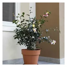 Euro3Plast Kübel mitu pac 30 cm anthrazit