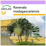 SAFLAX - Baum des Reisenden - 8 Samen - Ravenala madagascariensis